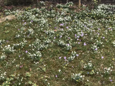 kossak2000 - U mnie w ogródku już prawdziwa wiosna #wiosna #kwiaty #krakow