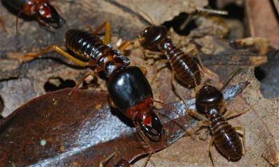 R.....a - Oto termity wyższe Macrotermes carbonarius. Przodem stoi żołnierka lub żołn...