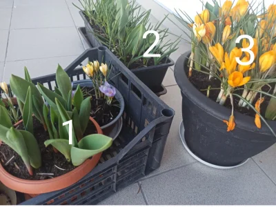 Zielonykubek - Zapraszam na wyjątkowe #rozdajo
Tulipany rosną, ale nie mają nazwy. 
...