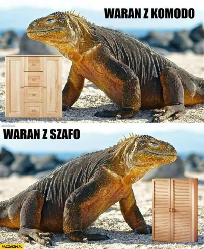 Jogi4 - #heheszki #humorobrazkowy #waranzkomodo #zwierzaczki