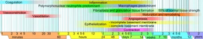 alteron - To nie jest anatomia ale bardziej fizjologia i pochodne od tego czy patofiz...