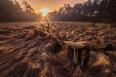 adam-photolive - Najebusy śpio dalej, trzeźwi chodzą po bagnach i wschód słońca fotog...