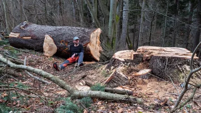 BaronAlvon_PuciPusia - Kolejny apel o ochronę Puszczy Karpackiej. Skala cięć niepokoi...