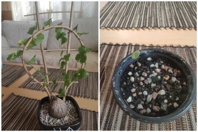 Fishuur - Dioscorea elephantipes - wersja kilkuletnia vs kilkudniowa ᶘᵒᴥᵒᶅ
#rosliny