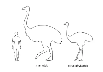Lifelike - Porównanie rozmiarów mamutaka, strusia afrykańskiego i człowieka: