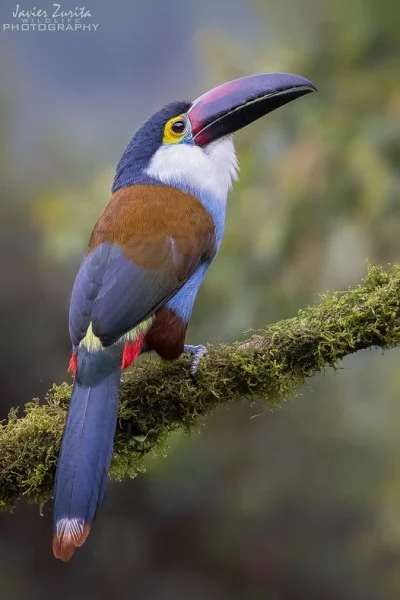 Lifelike - Andotukan czarnodzioby (Andigena nigrirostris)
Głos
Autor
#photoexplore...