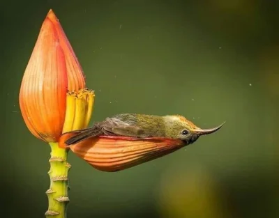 Borealny - Koliber odpręża się po wypiciu dużej ilości nektaru.
#fotografia #zwierzet...