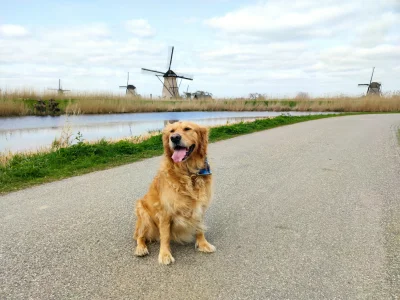 Gregorius_123 - Mój pies Wam mówi #dziendobry #pokazpsa #tylkogolden #holandia
