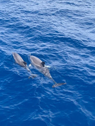 DildoShwaggins - Delfinki na Teneryfie; zdjęcie z wczoraj; pozdro ( ͡° ͜ʖ ͡°)