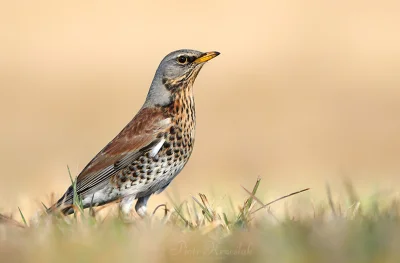 Lifelike - Kwiczoł (Turdus pilaris)
Głos
Autor
#photoexplorer #fotografia #ornitol...