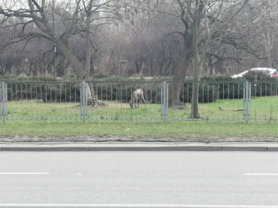 dlugi87 - @zdjeciegipsu: Pas zieleni na trasie Łazienkowskiej na wysokości Saskiej Kę...