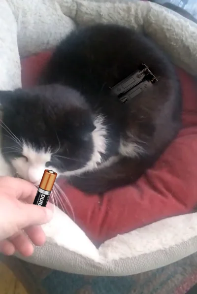 uszatnik_tegotypu - przypominam, że menel jest takim dołem, że nawet kota ma na bater...