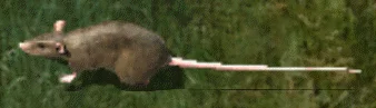 K.....a - Szczur z ultima online

#szczuryposting