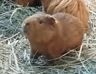 Krupier - Trochę taka mini kapibara. (｡◕‿‿◕｡)