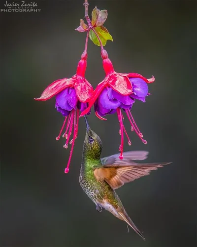 Lifelike - Amorek zielony (Boissonneaua flavescens)
Autor
#photoexplorer #fotografi...