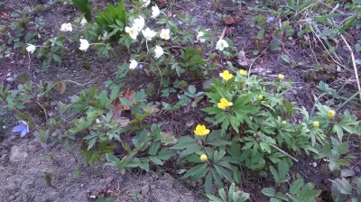 powsinogaszszlaja - Biało żółto.

#ogrod #rosliny #kwiaty
