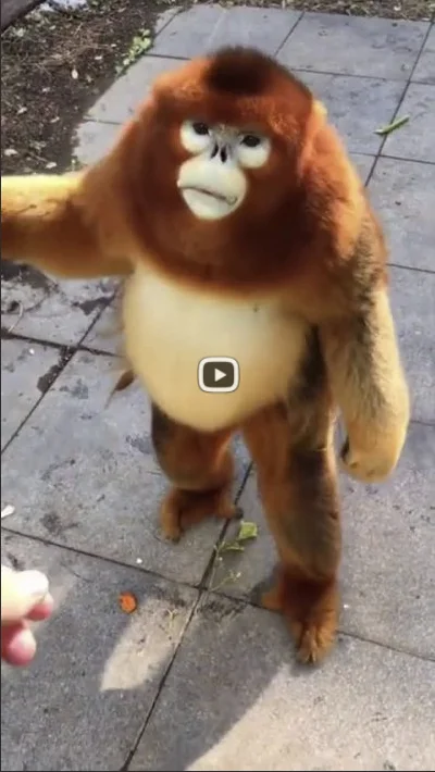 deafpool - Jak oszukać małpę - nowy sposób xD

#gif #heheszki #humorobrazkowy #zwie...