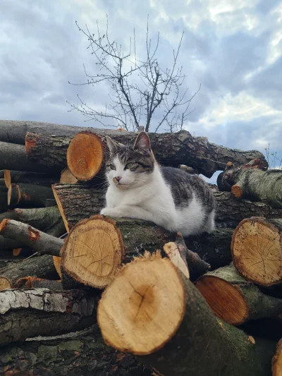 girldoma - Tak mi kitku pomaga w układaniu drewna :3 
Bardzo miły towarszysz do pracy...