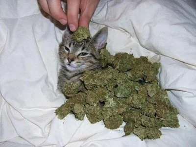 NoJaAKto - #narkotykizawszespoko #koty #marihuana
