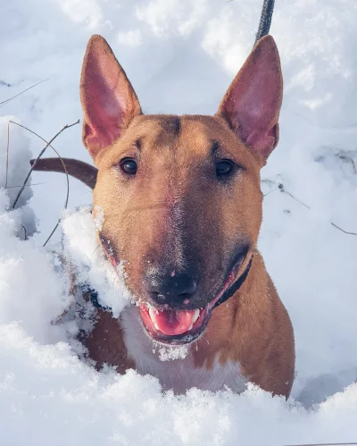 nini - Ale było śniegu! Bullterrier śnieżny.
#pokazpsa #psy #bullterrier #smiesznypie...