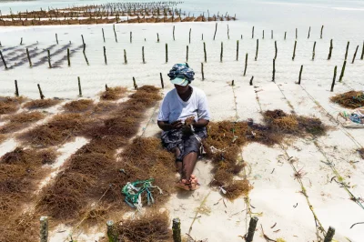 kej-ti - Życie kobiet na Zanzibarze regulują odpływy i przypływy oceanu. W trakcie od...