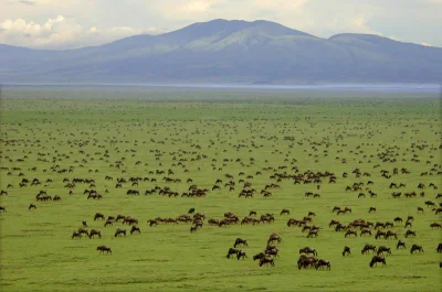 cheeseandonion - Park Narodowy Serengeti 

#tanzania #afryka