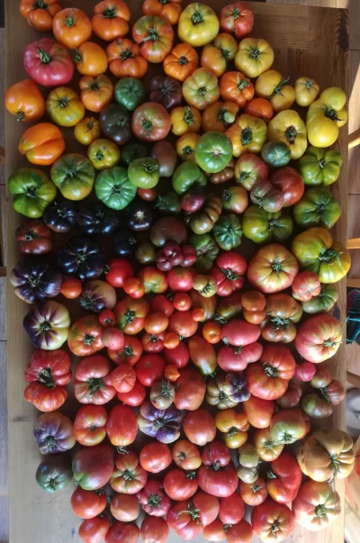 KrolWlosowzNosa - Czekacie już? ( ͡° ͜ʖ ͡°)

#pomidory #ogrodnictwo
