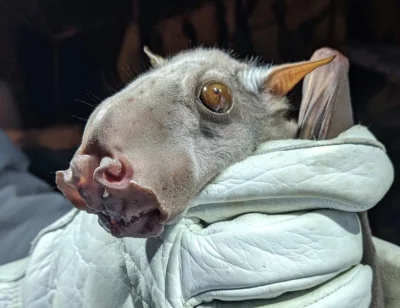 tyrald - > to chyba najbrzydszy nietoperz jakiego kiedykolwiek widziałem

@blogger:...