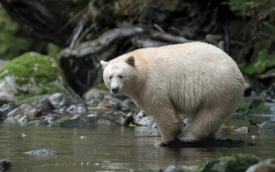 likk - zamiast powitania słów #porannaporcja Kermode baribalów

 

Ursus american...