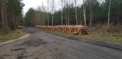 aanneekk - W ostatnim czasie zaobserwowałem bardzo duża wycinkę drzew w mojej okolicy...