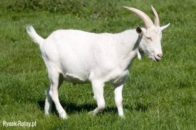 WaveCreator - Kiedy myślisz, że o pierwsze miejsce w polskich mistrzostwach grafomani...