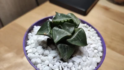 MaseczkaDoLurkowania - @MaseczkaDoLurkowania: Haworthia bayeri