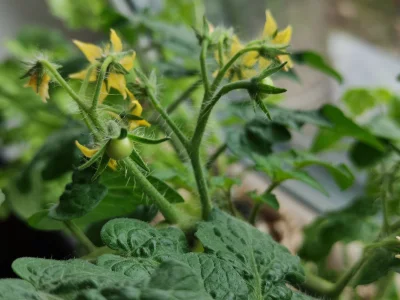 RubelTransferowy - #ogrodnictwo #hydroponika
Pomidor koktajlowy już wystartował. Cie...