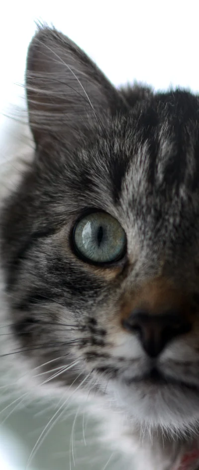 miskacy - Kiciu patrzy na Ciebie, co teraz? 
#koty #zwierzaczki #oczyboners #koteczk...