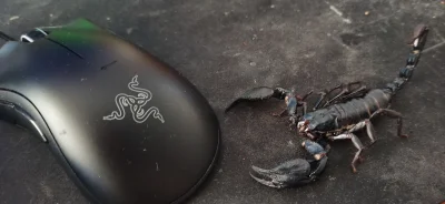 U.....t - @77023: z tego co wiem samce skorpionów żyją tyle samo co samice, H. Peters...