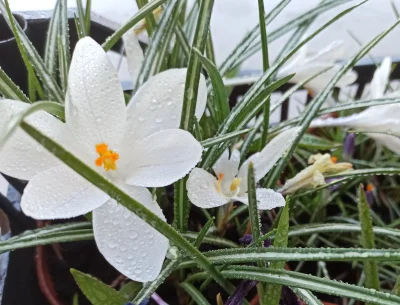 Zielonykubek - Dzień dobry wykop! Przed Państwem krokus Joanna D'arc, prawdziwy okaz ...