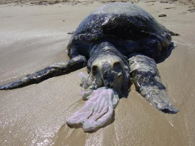 Dibhala - Matka natura z plastikiem w morzach i oceanach nie wygra (╯︵╰,)
