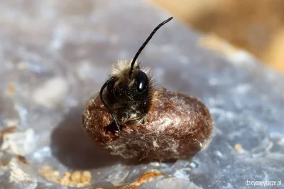 M.....e - #dzicyzapylacze
Na zdjęciu samiec pszczoły murarki ogrodowej wygryzający s...