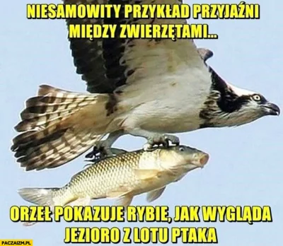 GrzegorzPorada