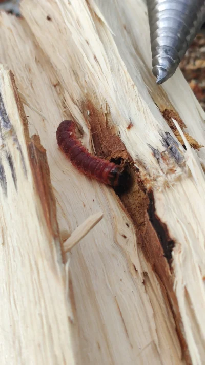 kobala - #entomologia #robaki
Mirki co to może być? Było w środku klocka olchowego. N...