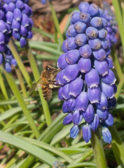 jrs2 - Takie tam, z ogródka. 
#pszczoly
Latało jeszcze takie dziwne coś, brązowa ku...