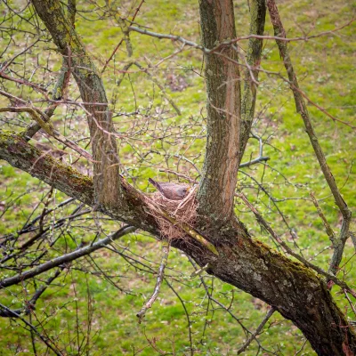 erbarad - Dzisiaj kwiczołowa w deszczu #ptaki #kwiczolowa #fotografia