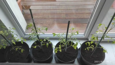 pablo397 - Pomidory trafiły do domu.

#ogrodnictwo #rosliny #pomidory