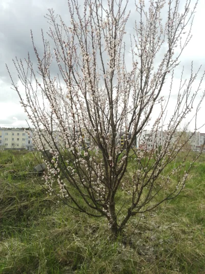 Kolorowy_korektor - Roślinne Mirki, co to jest za krzak?
#rosliny