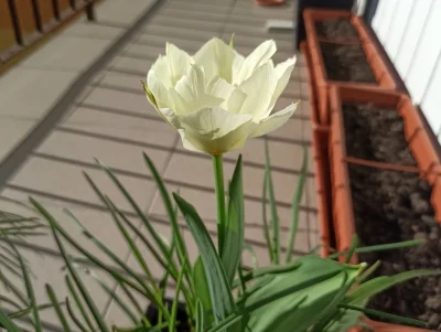 Zielonykubek - Jest pierwszy tulipan! Dobrego dnia :)
#kwiatkizpulnocy #ogrodnictwo