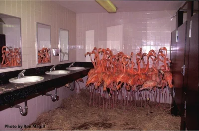 myrmekochoria - Ron Magill, Flamingi w toalecie podczas huraganu Andrew, Miami, 24 si...