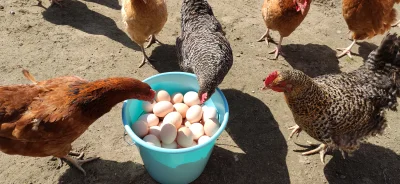 szczerbinho - Mirki, czy ktoś może nie chciałby kupić jajek? Na wiosnę kury noszą jak...