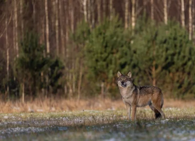 BaronAlvon_PuciPusia - Słowacja zakazała polowań na wilki <<< znalezisko
Od 1 czerwc...