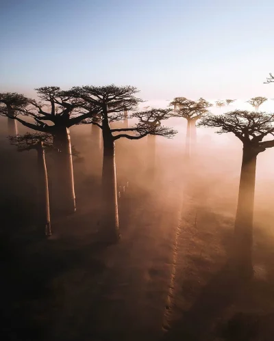 wariat_zwariowany - Baobaby o wschodzie słońca, Madagaskar
autor

#fotografia #est...
