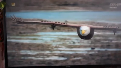 murison - Fajny program na #tvp1 - #bbc w jedynce: szpiedzy wśród zwierząt. Mają dron...